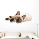 Siamese Cat