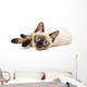 Siamese Cat