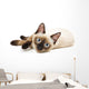 Siamese Cat