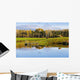 Pond And Cattle Near Mansonville, Eastern Townships, Quebec Wall Mural