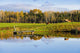 Pond And Cattle Near Mansonville, Eastern Townships, Quebec Wall Mural