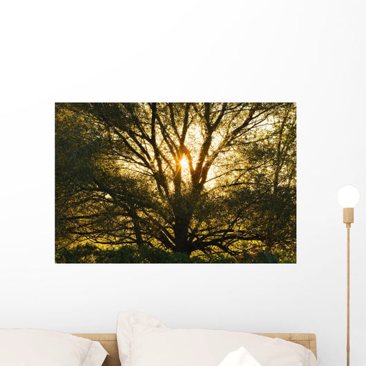 Artist's Choice Wall Mural
