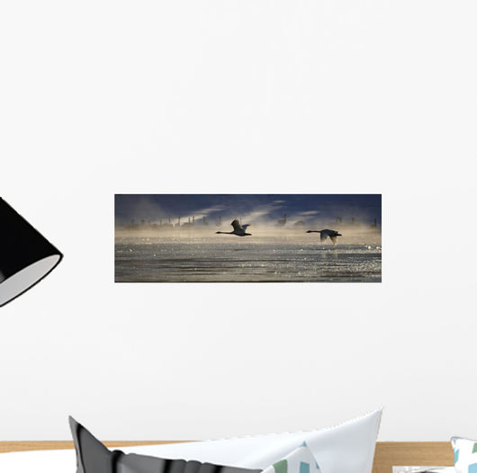 Trumpeter Swan Silhouetted In Flight Near Swan Haven, Yukon Territory Wall Mural
