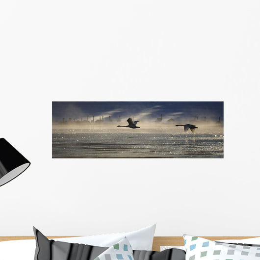 Trumpeter Swan Silhouetted In Flight Near Swan Haven, Yukon Territory Wall Mural