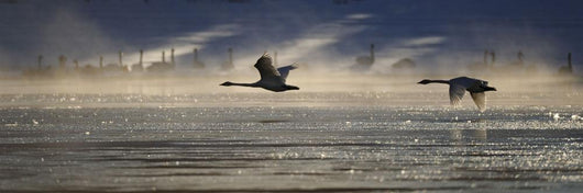 Trumpeter Swan Silhouetted In Flight Near Swan Haven, Yukon Territory Wall Mural