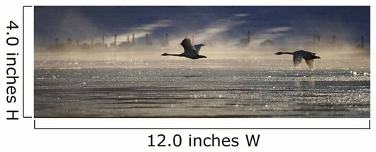 Trumpeter Swan Silhouetted In Flight Near Swan Haven, Yukon Territory Wall Mural