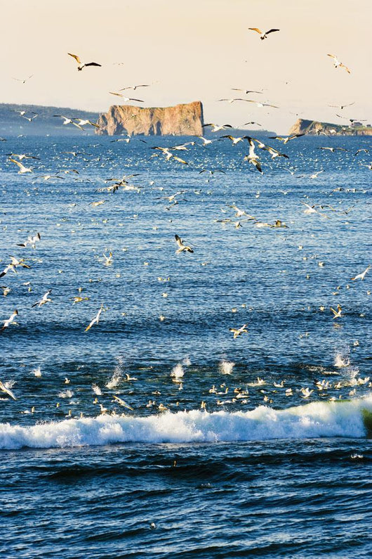 Gannets In Flight And Perce Rock At Sunrise From Barachois Wall Mural