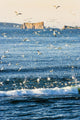 Gannets In Flight And Perce Rock At Sunrise From Barachois Wall Mural