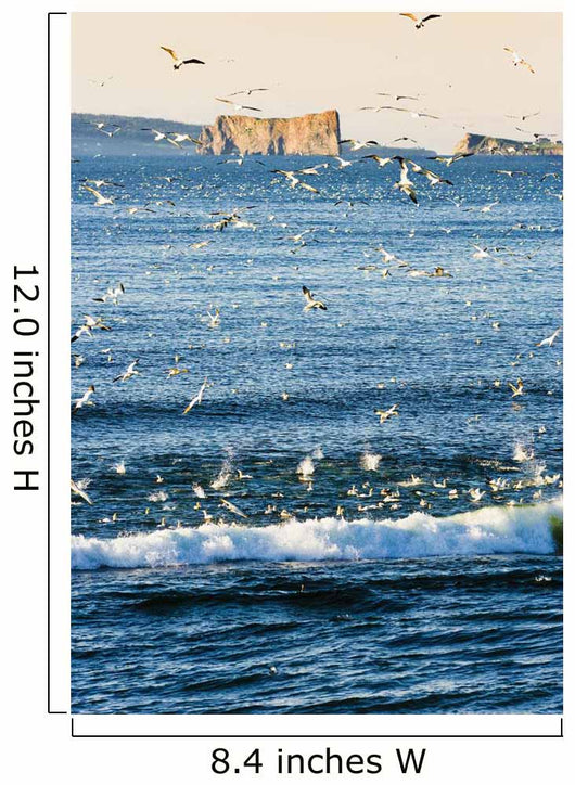 Gannets In Flight And Perce Rock At Sunrise From Barachois Wall Mural