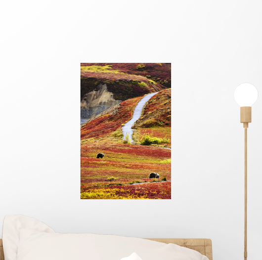 Grizzly Bears And Fall Colours, Denali National Park, Alaska Wall Mural