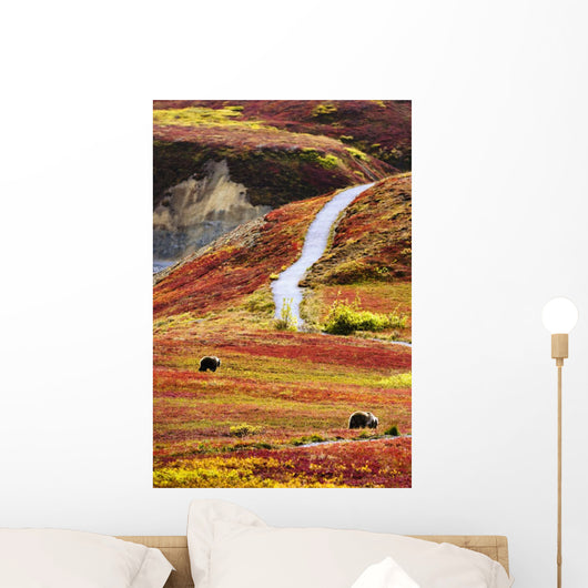 Grizzly Bears And Fall Colours, Denali National Park, Alaska Wall Mural