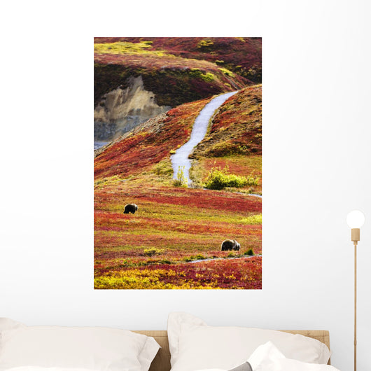 Grizzly Bears And Fall Colours, Denali National Park, Alaska Wall Mural
