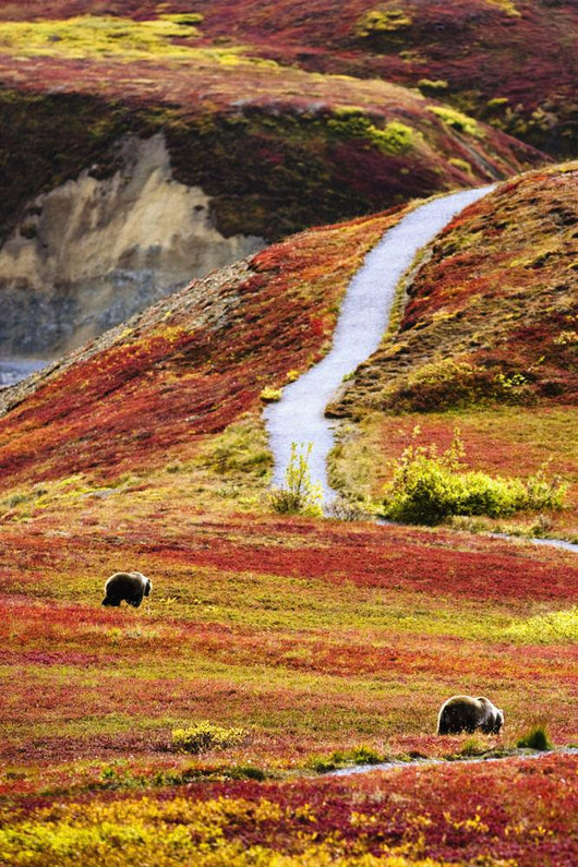 Grizzly Bears And Fall Colours, Denali National Park, Alaska Wall Mural