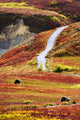 Grizzly Bears And Fall Colours, Denali National Park, Alaska Wall Mural