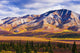 Fall Colours And Fang Mountain, Denali National Park, Alaska Wall Mural