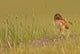 Digitally Enhanced Image With Painterly Effect Of Burrowing Owl Chick Wall Mural