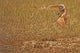 Painterly Effect Of Burrowing Owl Taking Flight Wall Mural