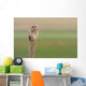 Short-Eared Owl, Saskatchewan Wall Mural