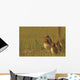 Painterly Effect Of Burrowing Owl Chicks And Adult Wall Mural