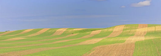 Panoramic Picture Of Patterns In Farmer's Field, Saskatchewan Wall Mural