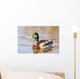 Male Mallard Duck In Water, Assiniboine Park, Winnipeg, Manitoba Wall Mural