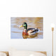 Male Mallard Duck In Water, Assiniboine Park, Winnipeg, Manitoba Wall Mural