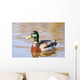 Male Mallard Duck In Water, Assiniboine Park, Winnipeg, Manitoba Wall Mural