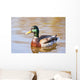 Male Mallard Duck In Water, Assiniboine Park, Winnipeg, Manitoba Wall Mural