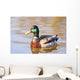 Male Mallard Duck In Water, Assiniboine Park, Winnipeg, Manitoba Wall Mural