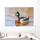 Male Mallard Duck In Water, Assiniboine Park, Winnipeg, Manitoba Wall Mural