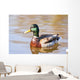 Male Mallard Duck In Water, Assiniboine Park, Winnipeg, Manitoba Wall Mural