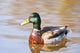Male Mallard Duck In Water, Assiniboine Park, Winnipeg, Manitoba Wall Mural