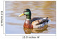 Male Mallard Duck In Water, Assiniboine Park, Winnipeg, Manitoba Wall Mural