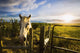 Horse At Sunset Near Moose Jaw, Saskatchewan Wall Mural
