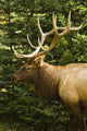 Wapiti, Jasper National Park, Alberta Wall Mural