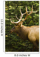 Wapiti, Jasper National Park, Alberta Wall Mural