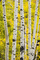 Aspen In Autumn, Jasper National Park, Alberta Wall Mural