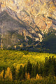 Pyramid Mountain And Fall Colours, Jasper National Park, Alberta Wall Mural