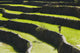 A Farmer Walks Along The Famous Rice Terraces Wall Mural