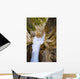 Artist's Choice: Panther Falls, Banff National Park, Alberta Wall Mural
