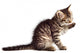 Adorable Cat Wall Decal