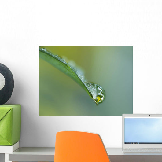 Close Up Of Water Drop On Leaf Wall Mural