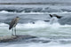 Great Blue Heron Hunting In A River, Coteau-Du-Lac, Quebec, Canada Wall Mural