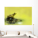 Green Frog Perched On Mud And Leaves, Vaudreuil, Quebec, Canada Wall Mural