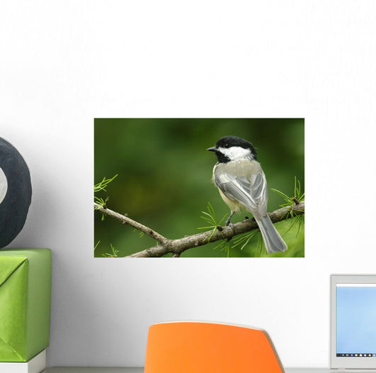 Black-Capped Chickadee, Les Cedres, Quebec, Canada Wall Mural