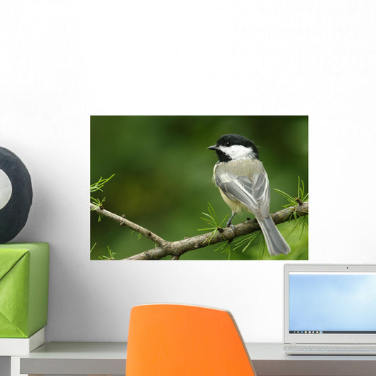 Black-Capped Chickadee, Les Cedres, Quebec, Canada Wall Mural