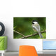 Black-Capped Chickadee, Les Cedres, Quebec, Canada Wall Mural