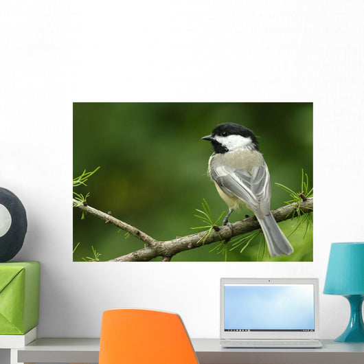 Black-Capped Chickadee, Les Cedres, Quebec, Canada Wall Mural