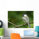Black-Capped Chickadee, Les Cedres, Quebec, Canada Wall Mural