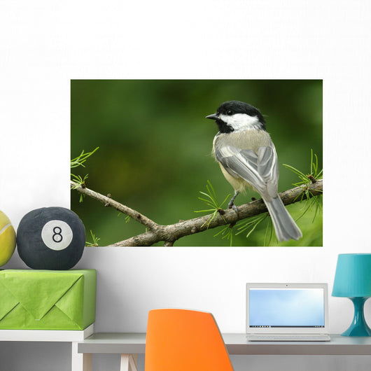 Black-Capped Chickadee, Les Cedres, Quebec, Canada Wall Mural